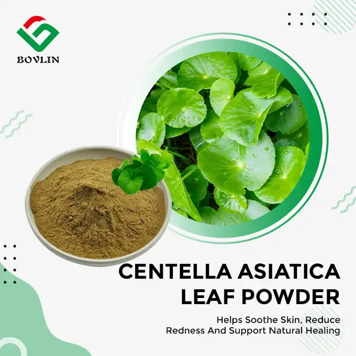 Centella Asiatica Leaf Extract Powder